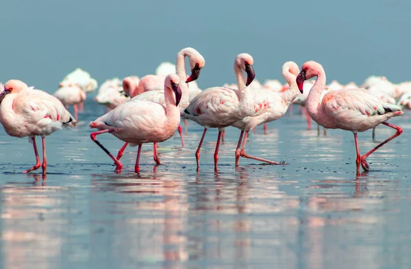 Close Van Prachtige Afrikaanse Flamingo Die Met Reflectie Stilstaand Water — Stockfoto