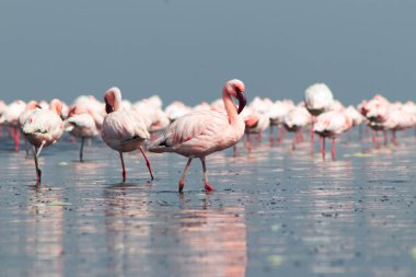 Güzel Afrika flamingolarına yaklaş. Durgun suda yansımalarla duruyorlar. Namibya