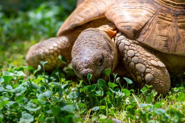 Yeşil çimlerin üzerinde yatan sevimli bir kaplumbağaya yaklaş. Namibya