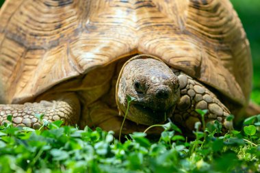 Yeşil çimlerin üzerinde yatan sevimli bir kaplumbağaya yaklaş. Namibya