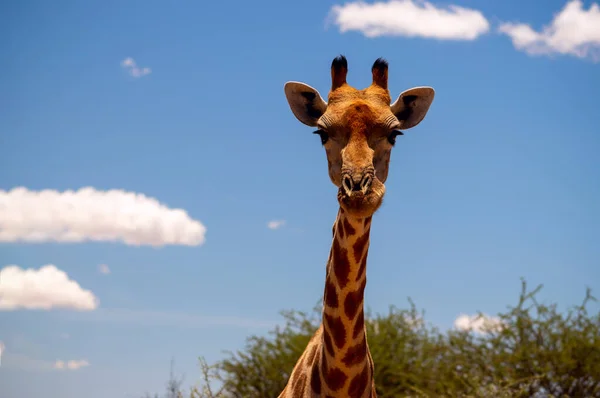 Dzikie Afrykańskie Życie Duża Wspólna Południowoafrykańska Żyrafa Letnim Błękitnym Niebie — Zdjęcie stockowe