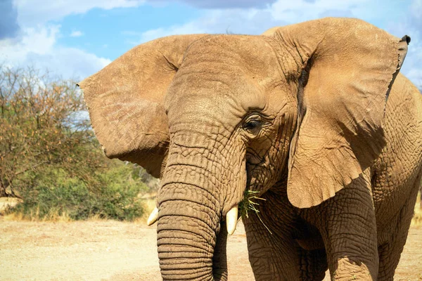 Elefante Africano Bush Los Pastizales Del Parque Nacional Etosha Namibia — Foto de Stock
