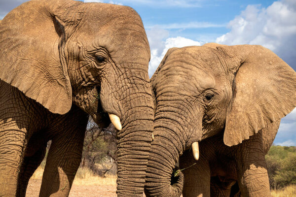 Two African Bush Elephants in the grassland of Etosha National Park, Namibia.