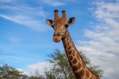 Wild african life. A large common South African giraffe on the summer blue sky. Namibia clipart