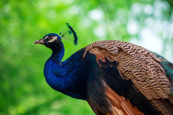Närbild Den Afrikanska Påfågel Eller Blå Påfågel Stor Och Ljust — Stockfoto