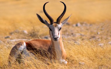 Vahşi Afrika hayvanları. Orta büyüklükteki antilop (springbok) uzun sarı çimlerde bulunur. Etosha Ulusal Parkı. Namibya 