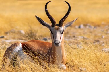 Vahşi Afrika hayvanları. Orta büyüklükteki antilop (springbok), mavi gökyüzüne karşı uzun sarı çimlerde bulunur. Etosha Ulusal Parkı. Namibya