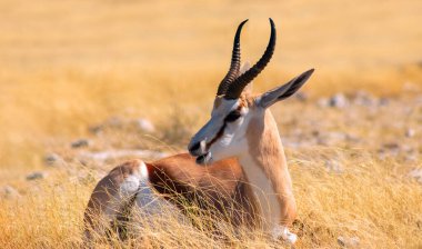 Vahşi Afrika hayvanları. Orta büyüklükteki antilop (springbok) uzun sarı çimlerde bulunur. Etosha Ulusal Parkı. Namibya