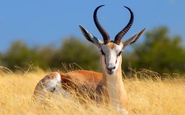 Vahşi Afrika hayvanları. Orta büyüklükteki antilop (springbok) uzun sarı çimlerde bulunur. Etosha Ulusal Parkı. Namibya 