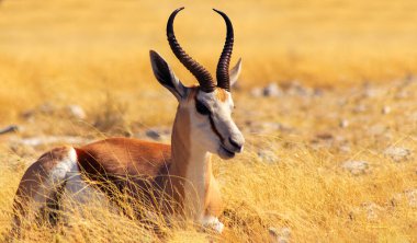 Vahşi Afrika hayvanları. Orta büyüklükteki antilop (springbok), mavi gökyüzüne karşı uzun sarı çimlerde bulunur. Etosha Ulusal Parkı. Namibya