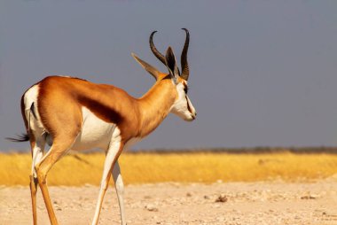 Vahşi Afrika hayvanları. Orta büyüklükteki antilop (springbok), mavi gökyüzüne karşı uzun sarı çimlerde bulunur. Etosha Ulusal Parkı. Namibya