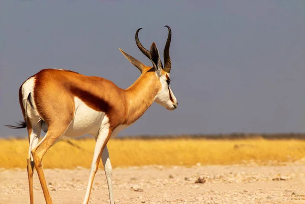 Afrikanische Wildtiere Der Springbock Mittelgroße Antilope Hohen Gelben Gras Vor — Stockfoto