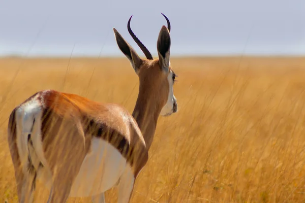 Άγρια Αφρικανικά Ζώα Springbok Μεσαίου Μεγέθους Αντιλόπη Ψηλό Κίτρινο Γρασίδι — Φωτογραφία Αρχείου