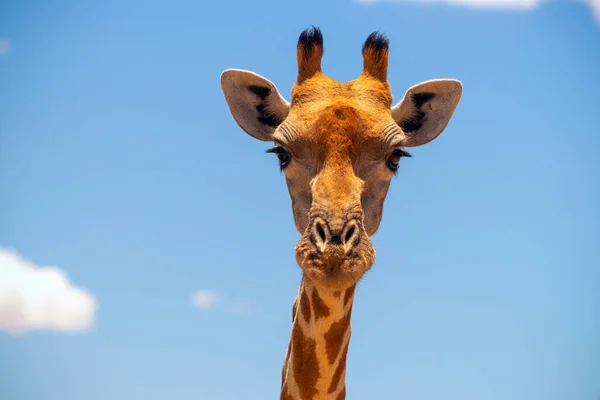 Vida Salvaje Africana Una Gran Jirafa Sudafricana Común Cielo Azul —  Fotos de Stock