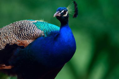 Yeşil bir arka planda sevimli tavus kuşunun (büyük ve parlak kuş) yakın plan