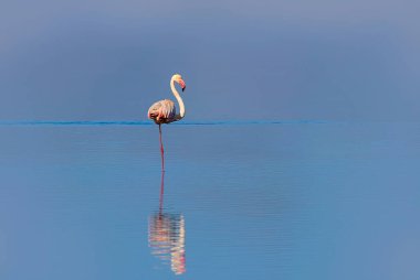 Vahşi Afrika kuşları. Pembe Afrikalı bir flamingo kuşu güneşli bir günde mavi gölün etrafında yürüyor.