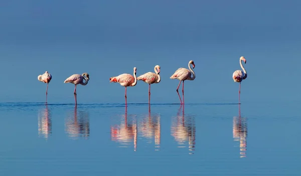 Divocí Afričtí Ptáci Skupina Růžových Plameňáků Modré Laguně Walvis Bay — Stock fotografie