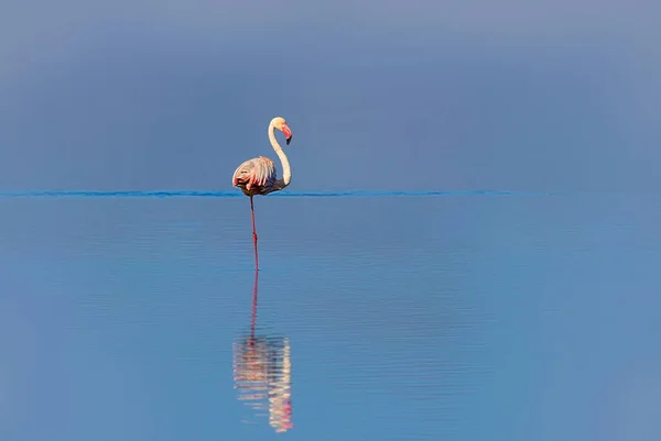 Oiseaux Sauvages Africains Oiseau Flamant Rose Africain Promène Autour Lagon — Photo