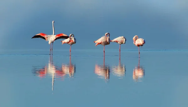 Wild african birds. Group birds of pink african flamingos  walking around the lagoon and looking for food