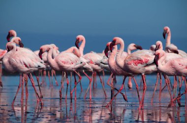 Vahşi Afrika kuşları. Pembe afrikalı flamingo kuşları güneşli bir günde mavi gölde dolaşıyorlar.
