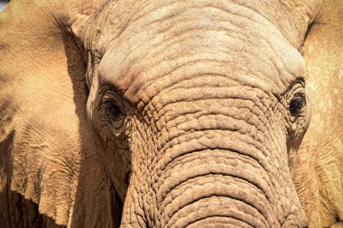 Etosha Ulusal Parkı, Namibya 'da Afrika Çalı Fili.