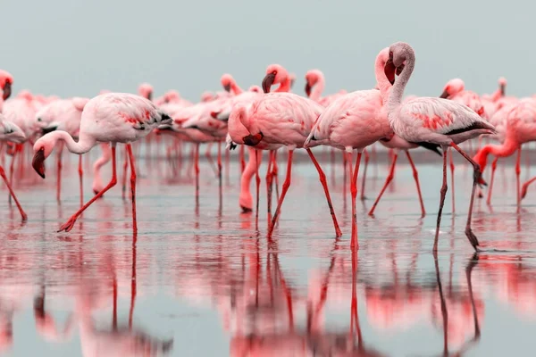 Wild african birds. Group of red flamingo birds on the blue lagoon. Walvis bay, Namibia