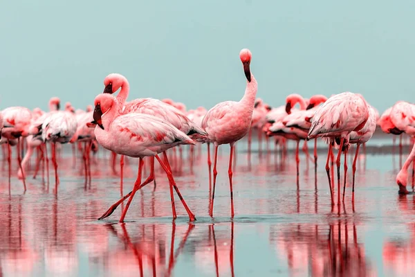 Wilde Afrikaanse Vogels Een Groep Rode Flamingo Vogels Blauwe Lagune — Stockfoto