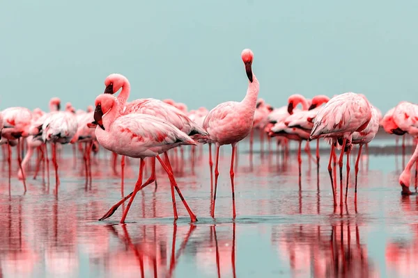 Wild african birds. Group of red flamingo birds on the blue lagoon. Walvis bay, Namibia