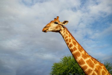 Vahşi Afrikalı hayatı. Yazın mavi gökyüzünde yaygın bir Güney Afrika zürafası. Namibya