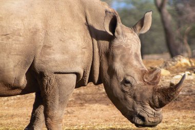 Namibya 'daki Etosha Ulusal Parkı' nda otlayan erkek bir gergedanın portresi. Vahşi Afrika hayvanları. Bir gergedana yaklaş.