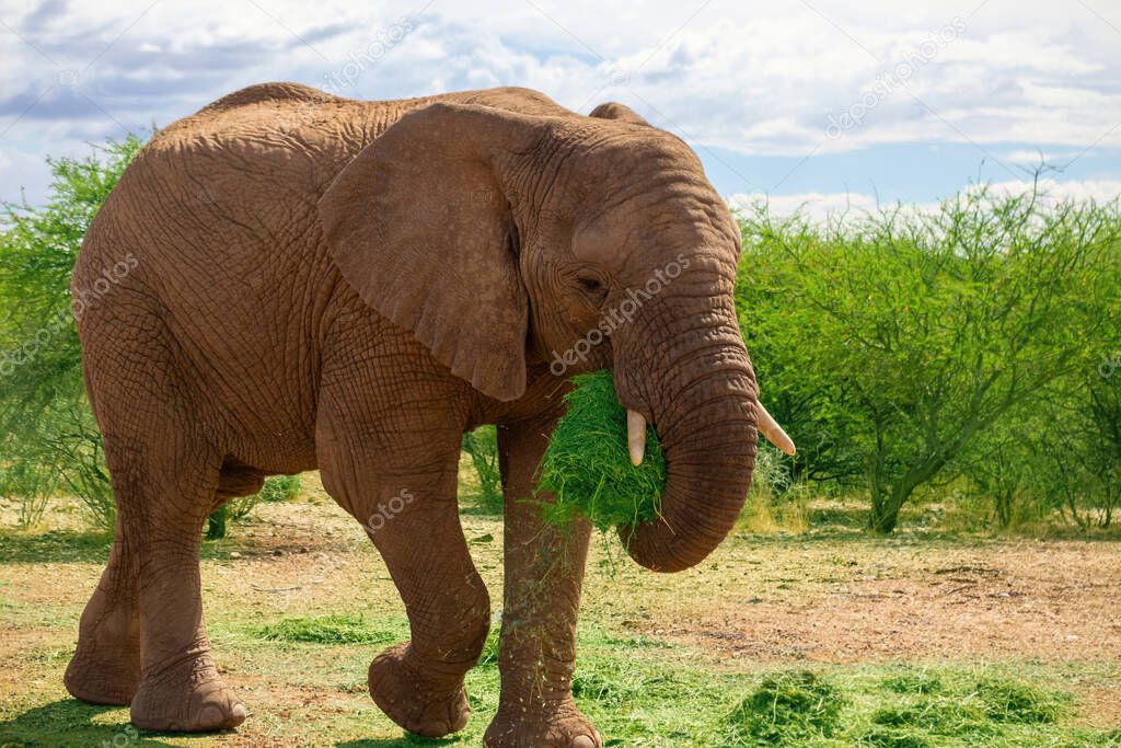 African Bush Elephant in the grassland of Etosha National Park, Namibia.