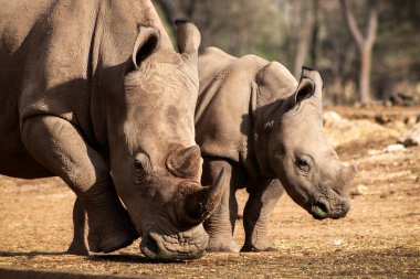Vahşi Afrikalı hayatı. Güneşli bir günde savanada büyük ve bebek bir Afrikalı beyaz gergedan. Namibya