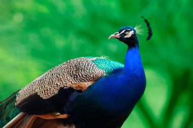 Yeşil bir arka planda sevimli tavus kuşunun (büyük ve parlak kuş) yakın plan