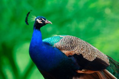 Yeşil bir arka planda sevimli tavus kuşunun (büyük ve parlak kuş) yakın plan