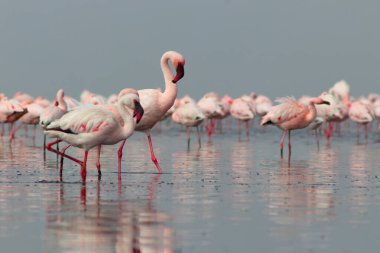 Güzel Afrika flamingolarına yaklaş. Durgun suda yansımalarla duruyorlar. Namibya