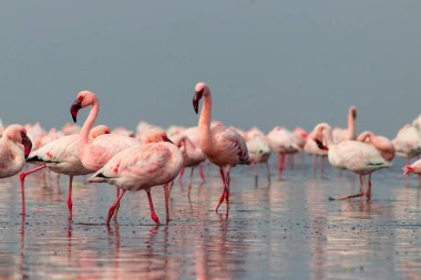 Güzel Afrika flamingolarına yaklaş. Durgun suda yansımalarla duruyorlar. Namibya