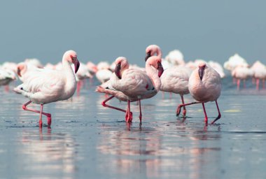 Güzel Afrika flamingolarına yaklaş. Durgun suda yansımalarla duruyorlar. Namibya