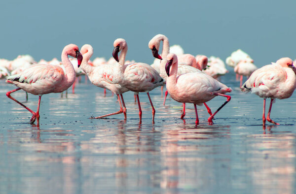 Close up of beautiful African flamingos that are standing in still water with reflection. Namibia