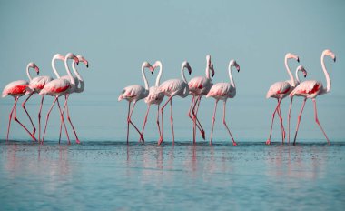Vahşi Afrika kuşları. Pembe Afro flamingolu grup kuşları güneşli bir günde mavi gölde dolaşıyorlar. Namibya