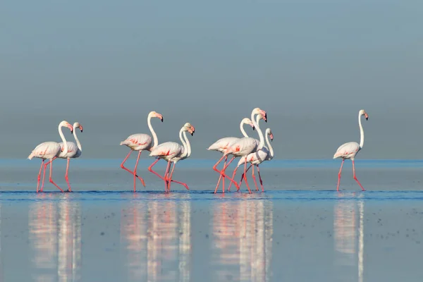 Wilde Afrikanische Vögel Eine Gruppe Rosafarbener Flamingos Spaziert Einem Sonnigen — Stockfoto