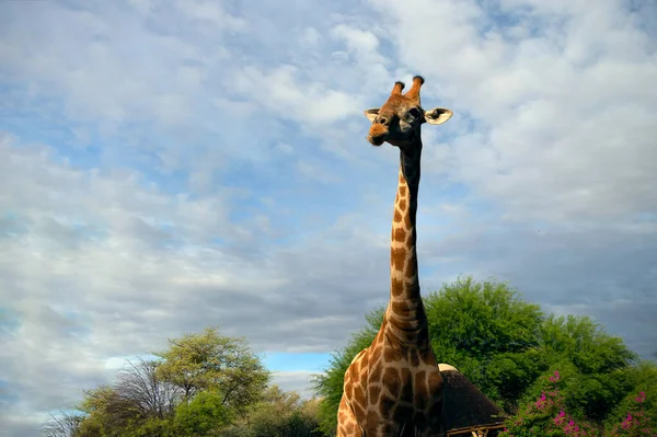 Wildes Afrikanisches Leben Eine Große Südafrikanische Giraffe Sommerblauen Himmel Namibia — Stockfoto