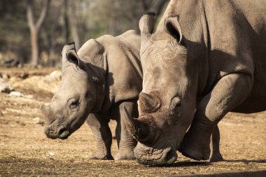 Vahşi Afrikalı hayatı. Güneşli bir günde savanada büyük ve bebek bir Afrikalı beyaz gergedan. Namibya