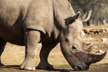Namibya 'daki Etosha Ulusal Parkı' nda otlayan erkek bir gergedanın portresi. Vahşi Afrika hayvanları. Bir gergedana yaklaş.