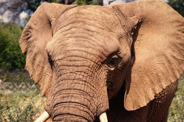 Elefante Africano Bush Los Pastizales Del Parque Nacional Etosha Namibia — Foto de Stock