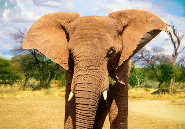 Elefante Africano Bush Los Pastizales Del Parque Nacional Etosha Namibia — Foto de Stock