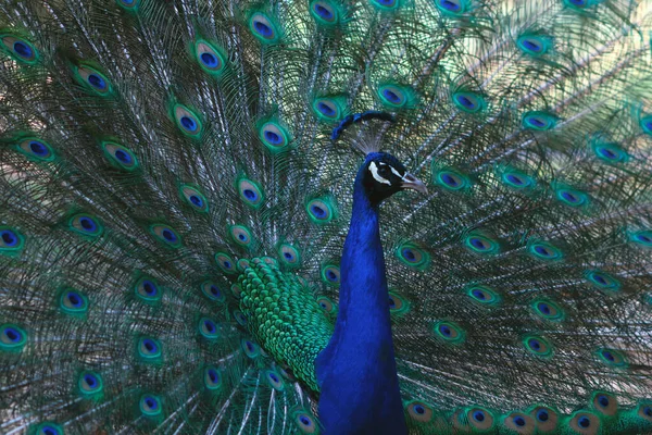 Retrato Pavão Bonito Com Penas Para Fora Pássaro Grande Brilhante — Fotografia de Stock