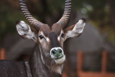 Vahşi Afrikalı hayatı. Kameraya bakıp Savannah 'da poz veren sevimli bir Waterbuck (büyük antilop)' a yaklaş.