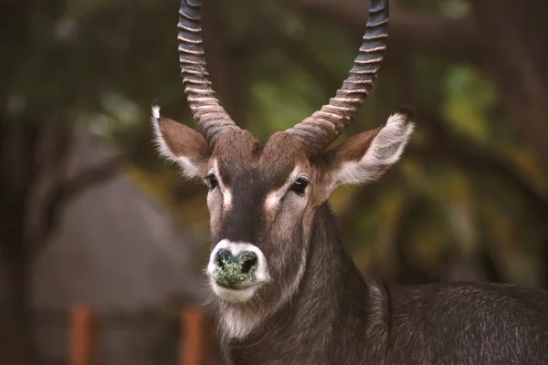 Dzikie Afrykańskie Życie Zbliżenie Ładny Waterbuck Duża Antylopa Patrząc Aparat — Zdjęcie stockowe