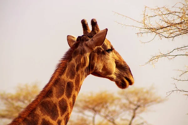 Wild african animals. Closeup  South African giraffe or Cape giraffe. The tallest living terrestrial animal and the largest ruminant.