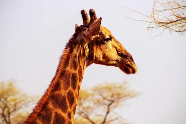 Wild african animals. Closeup namibian giraffe on natural sky background